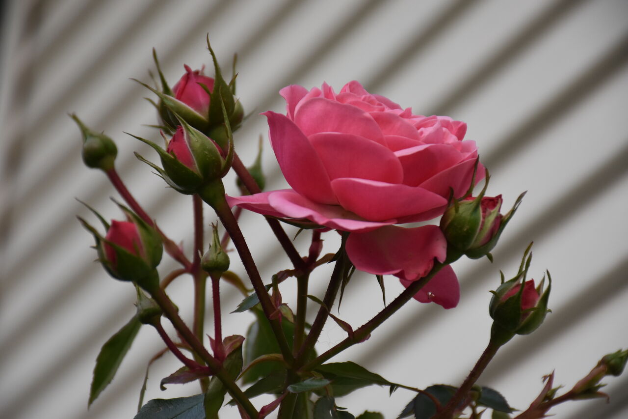 今年最後の庭仕事 バラの葉落とし完了しました すみ子の小鳥が憩う手作りガーデン