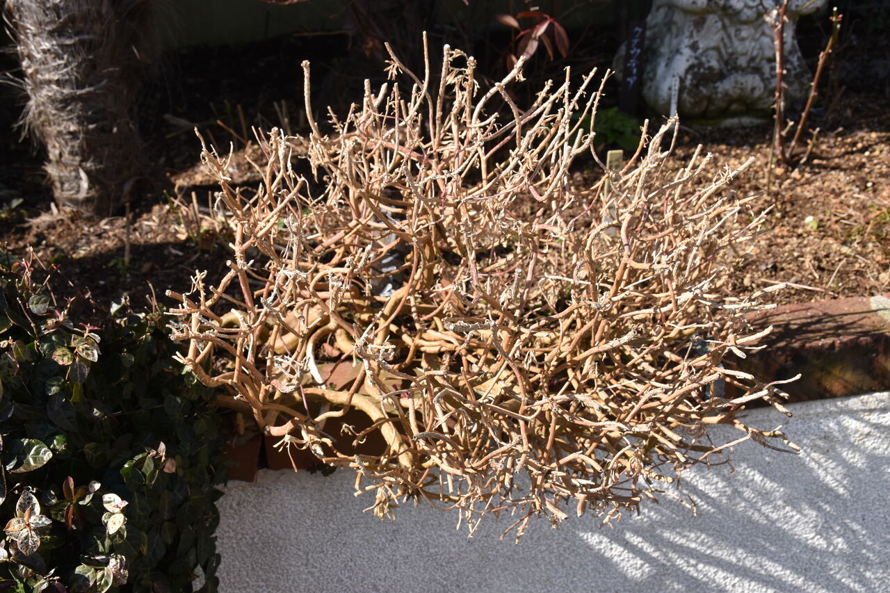 春の陽気の庭仕事 多肉とクラスペディアなど植え付け すみ子の小鳥が憩う手作りガーデン