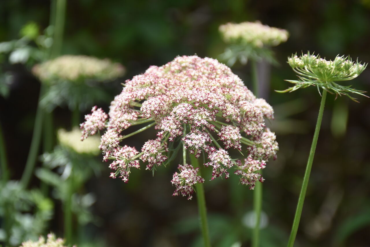 ブラックレースフラワーが咲いてきました すみ子の小鳥が憩う手作りガーデン ブラックレースフラワーが咲いてきました すみ子の小鳥が憩う手作りガーデン