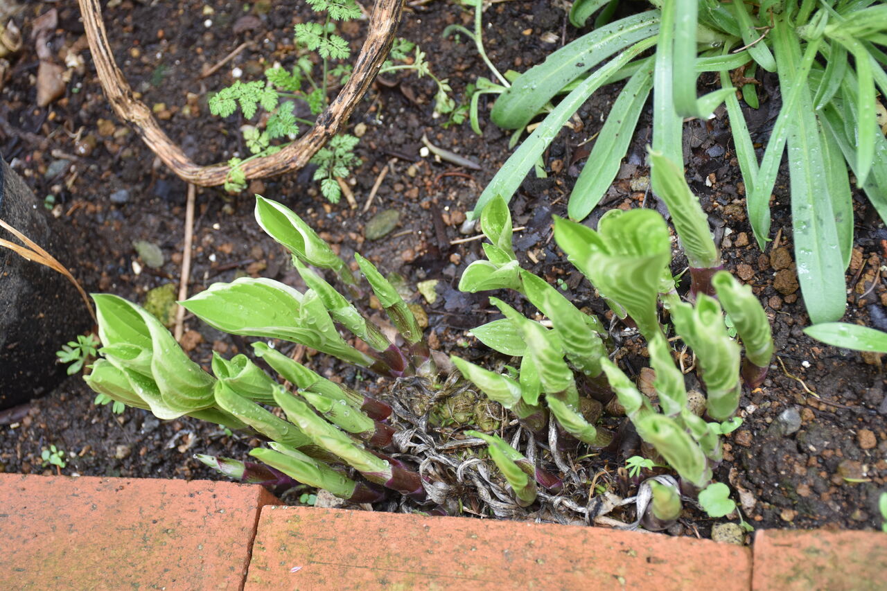 雨上がりの庭に三角葉ミモザが映えて すみ子の小鳥が憩う手作りガーデン