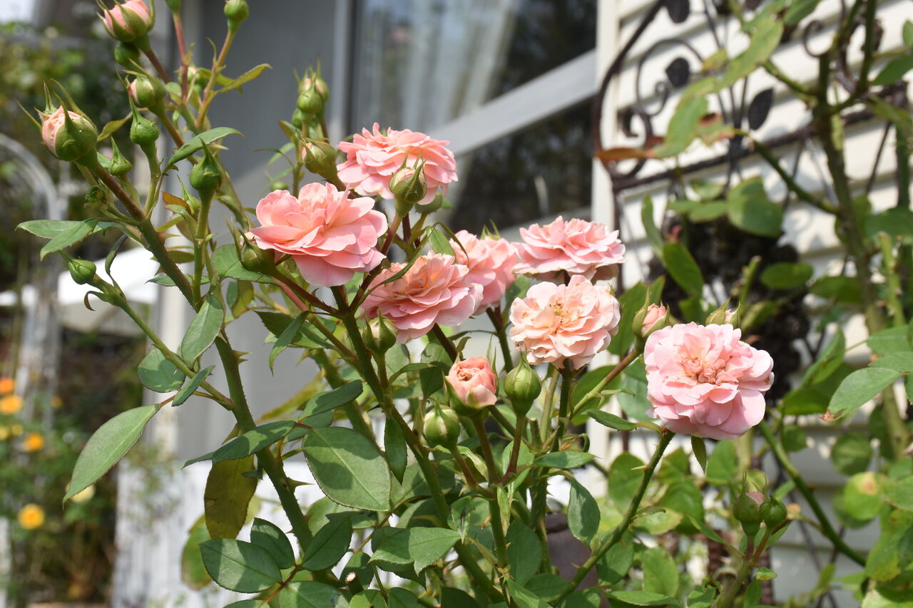 秋バラに癒されてます すみ子の小鳥が憩う手作りガーデン