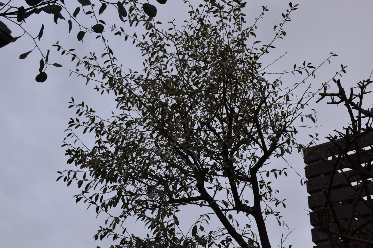 ロシアンオリーブの枝掃いとレイアウトを変えてみました すみ子の小鳥が憩う手作りガーデン