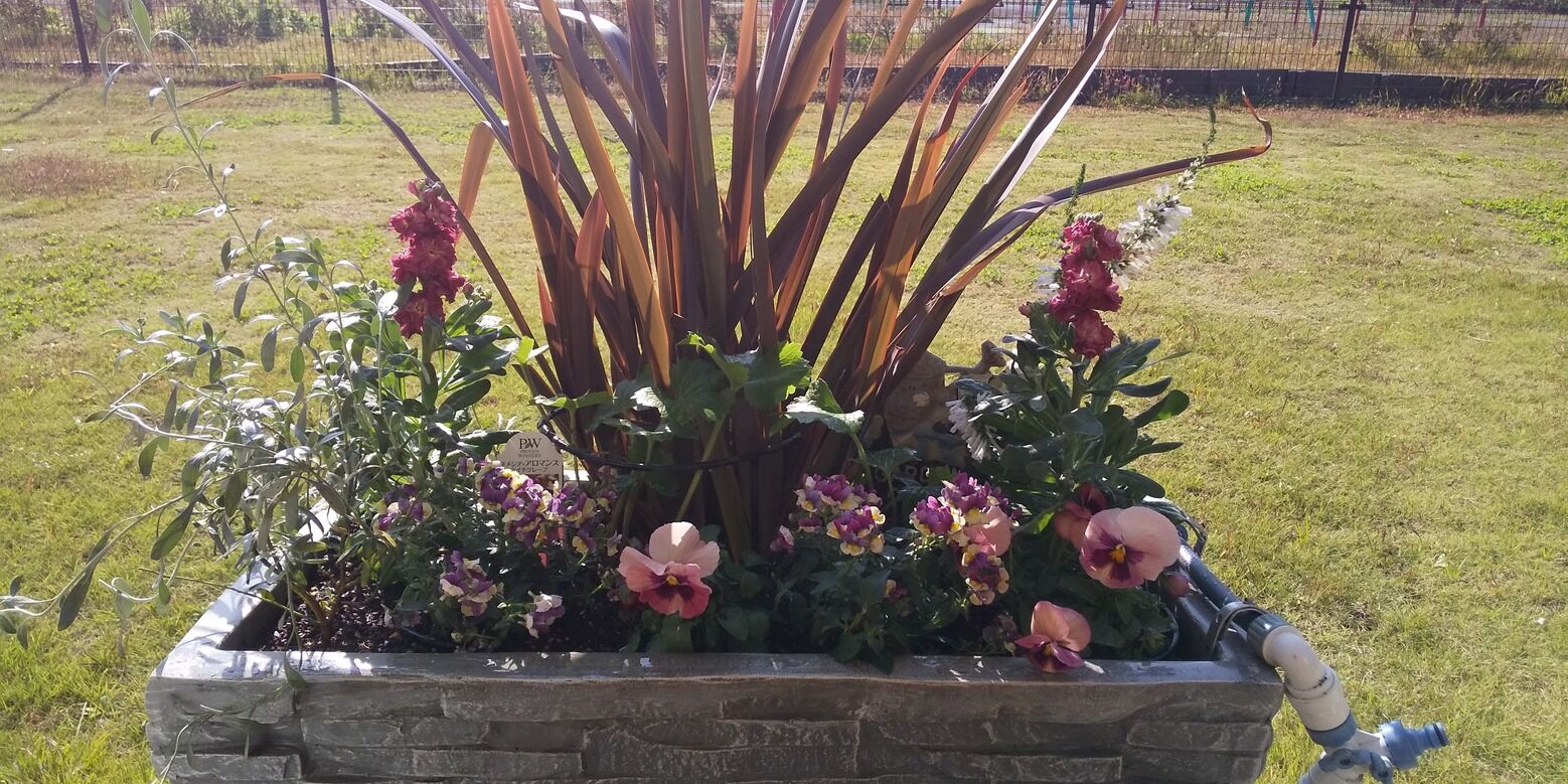 矢沢コミュニティーのコンテナー花壇の植え付け すみ子の小鳥が憩う手作りガーデン