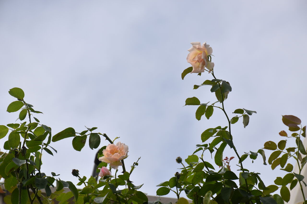 バラの鉢増しと台風に耐えた健気な花達 すみ子の小鳥が憩う手作りガーデン