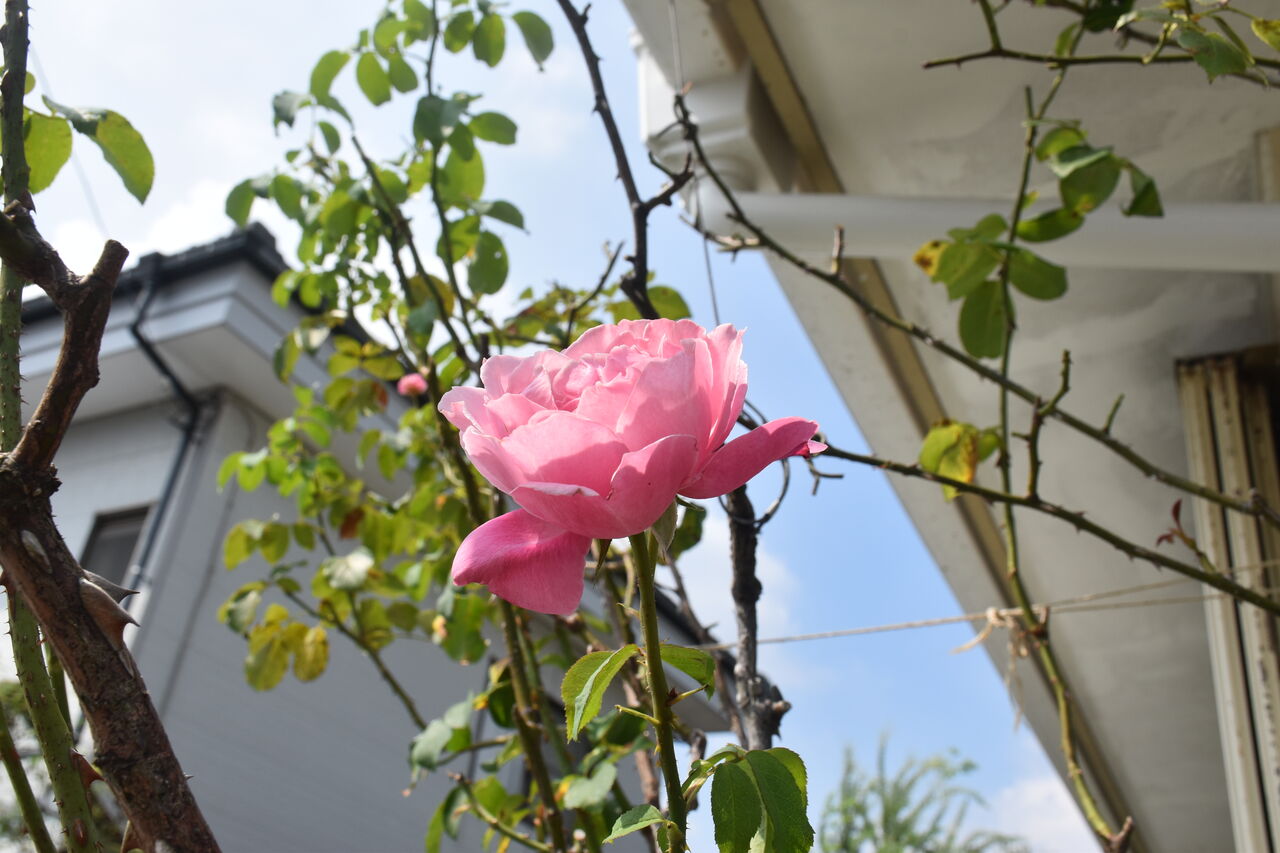 秋バラに癒されてます すみ子の小鳥が憩う手作りガーデン