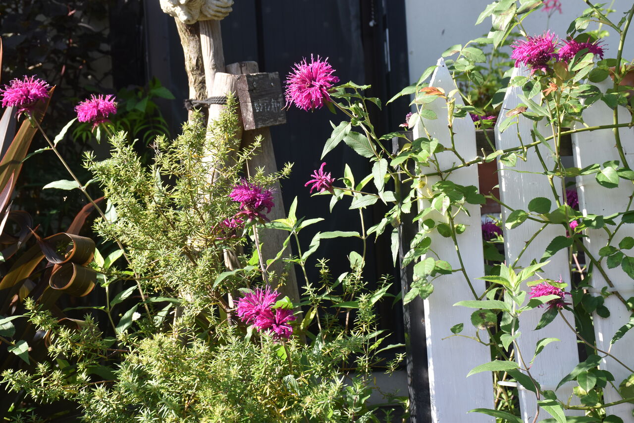 ベルガモット三色が咲き揃い今が見ごろです すみ子の小鳥が憩う手作りガーデン