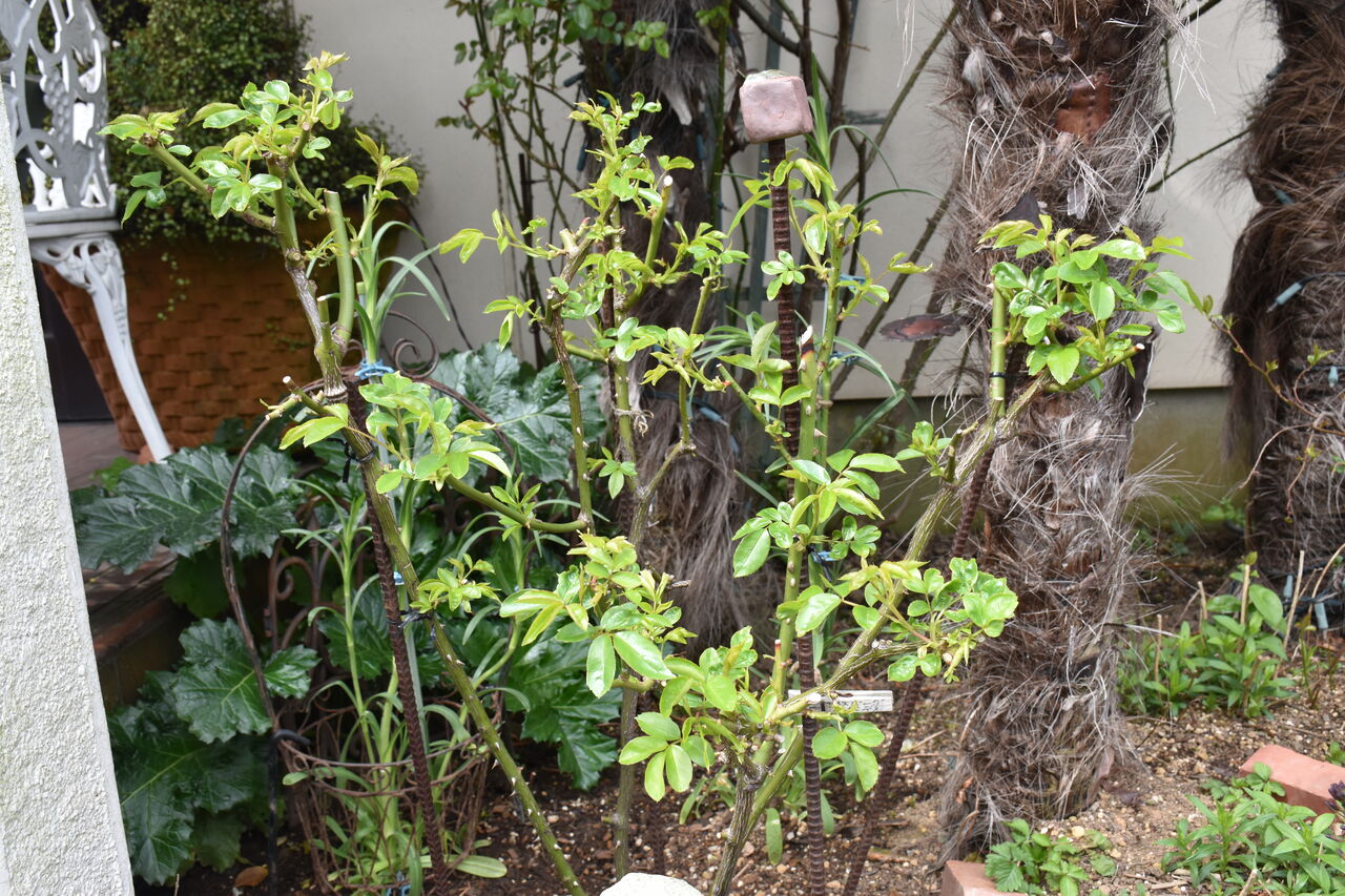庭木の移植成功しましたよ すみ子の小鳥が憩う手作りガーデン 庭木の移植成功しましたよ すみ子の小鳥が憩う手作りガーデン