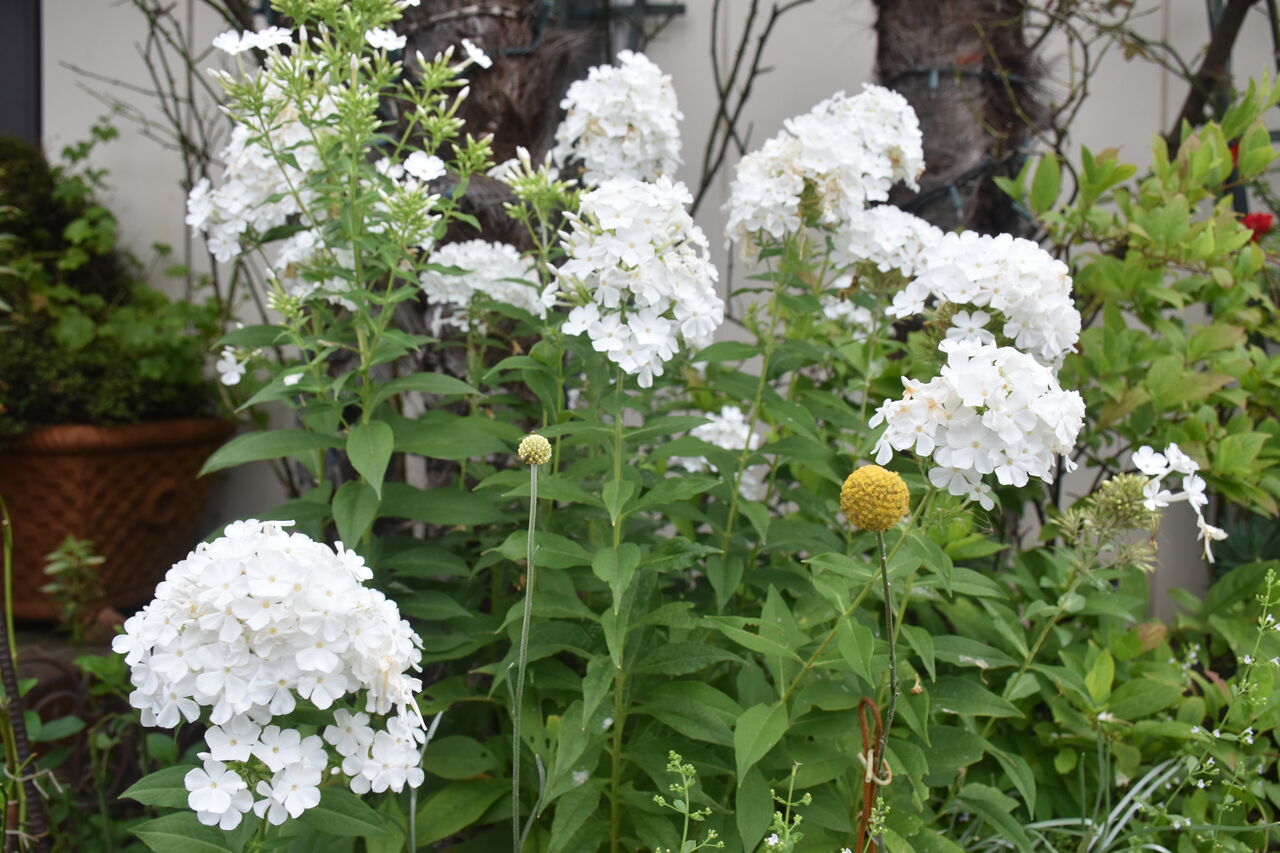 夏のお勧め宿根フロックス すみ子の小鳥が憩う手作りガーデン