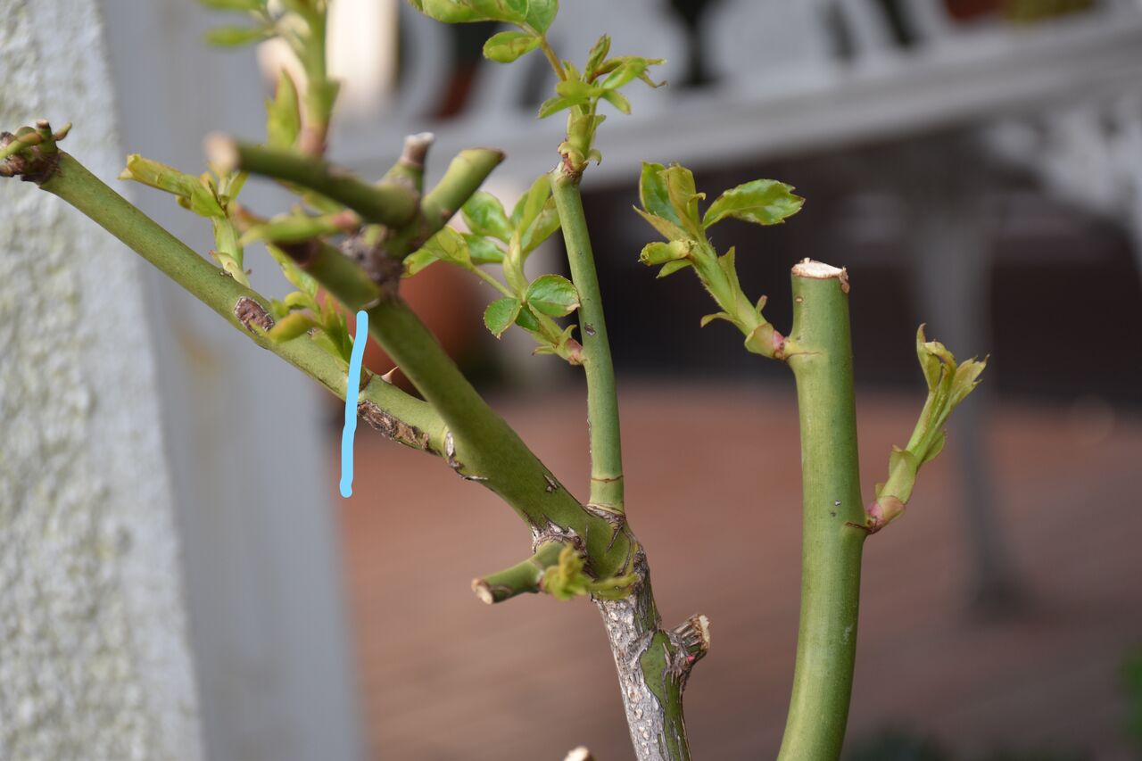バラの芽欠き すみ子の小鳥が憩う手作りガーデン