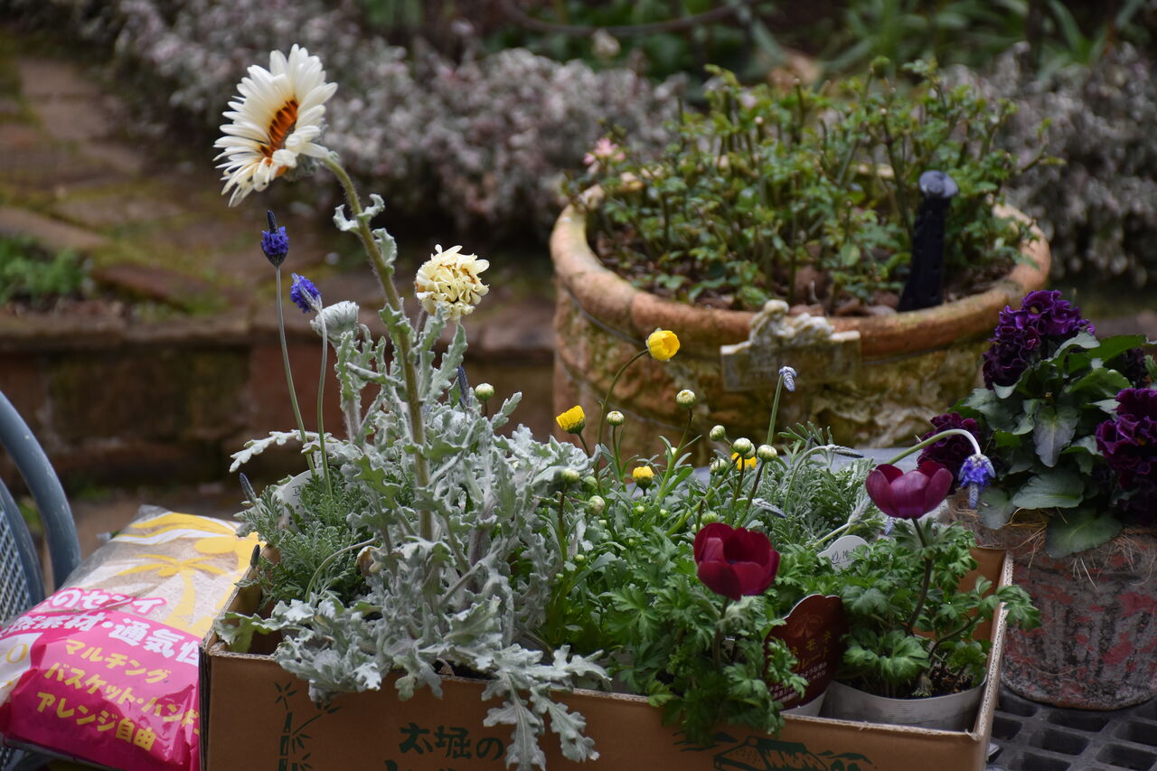お花屋さんでアネモネチョコレートゲット すみ子の小鳥が憩う手作りガーデン