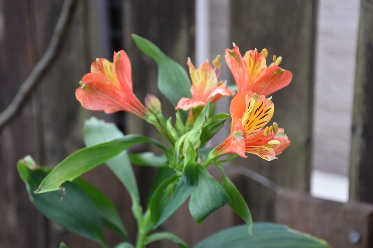 曇天の朝の庭に咲く花 すみ子の小鳥が憩う手作りガーデン 曇天の朝の庭に咲く花 すみ子の小鳥が憩う手作りガーデン