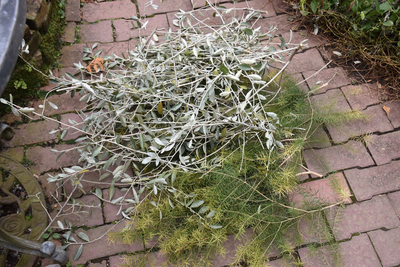 ロシアンオリーブの枝掃いとレイアウトを変えてみました すみ子の小鳥が憩う手作りガーデン