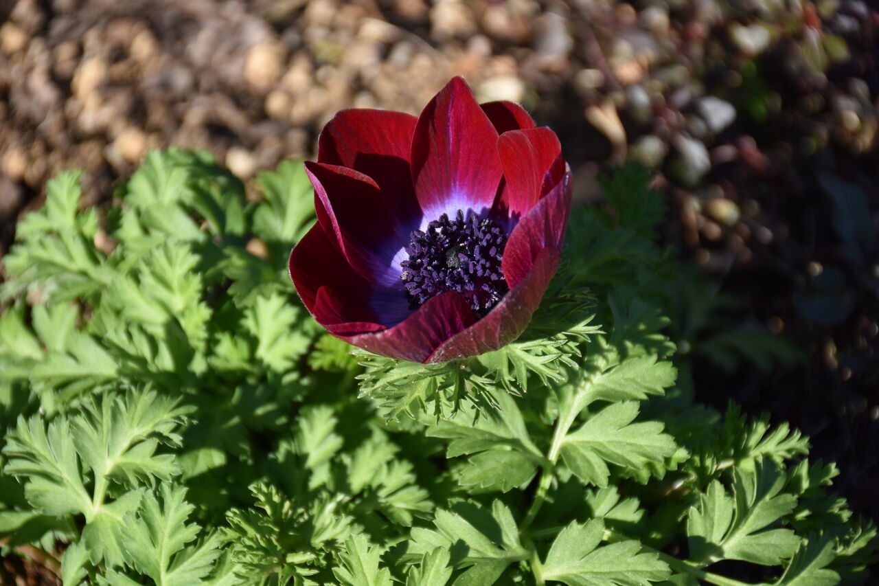 今日のアネモネ すみ子の小鳥が憩う手作りガーデン