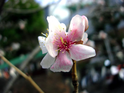 ume