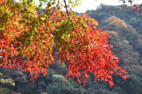 2012-11-24 025-500