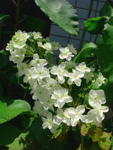 ajisai