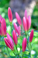 lily