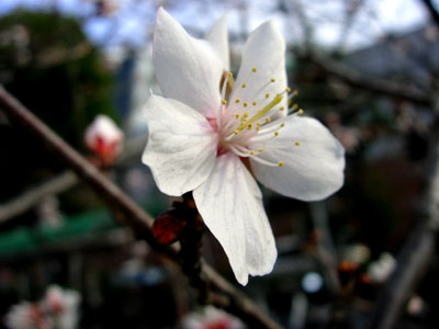 ume