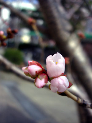 ume