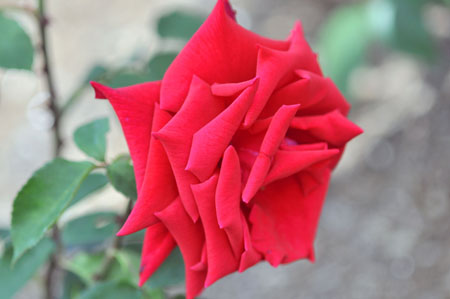 rose