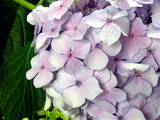 hydrangea