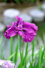 iris