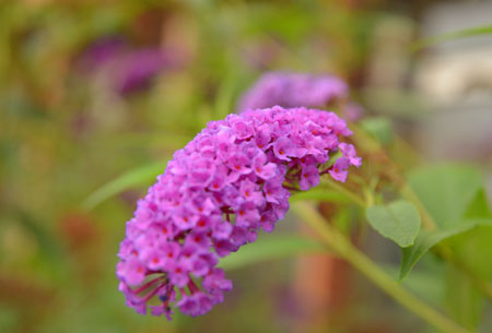 DSC_0792-Fc_450