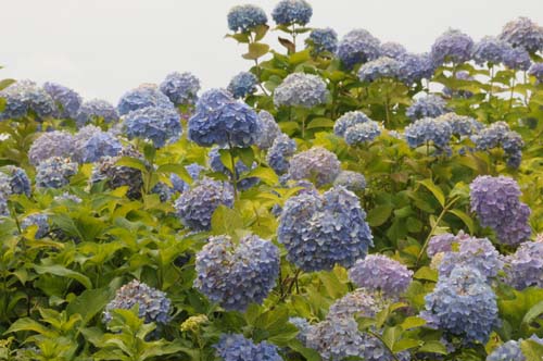 2013-06-14 145-a_500