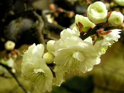 ume