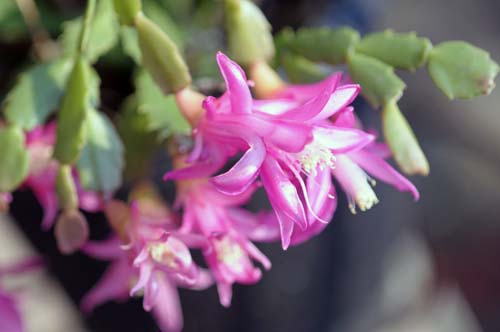 2011-12-15 015-b_500