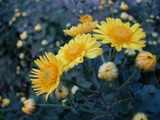 3cf41e27.jpg