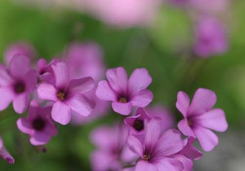 2013-05-02 025-u_500