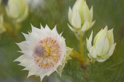 2013-02-08 108-o_500