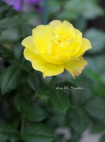 黄色の薔薇 ♪ 黄色の薔薇 ♪