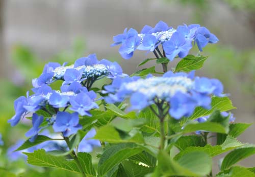 2012-06-11 044-g_500