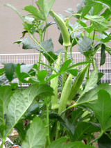 okra