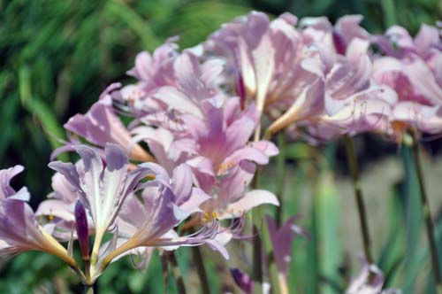 2012-08-20 004-d_500