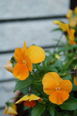 �����򤹤�С�