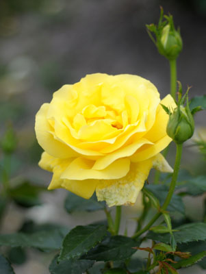 rose