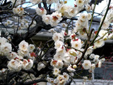 ume