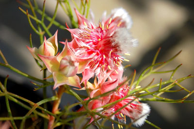 seruria