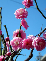 ume