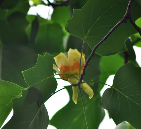 platanus