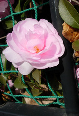 ���å��ꡦ����