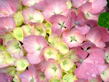 hydrangea