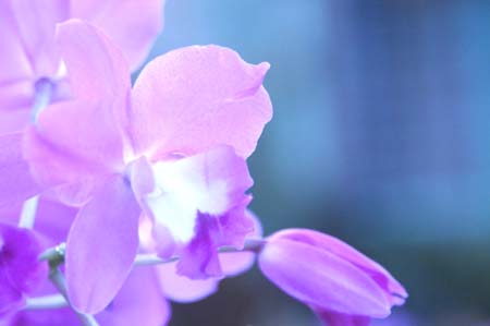 DSC_0319-5-450