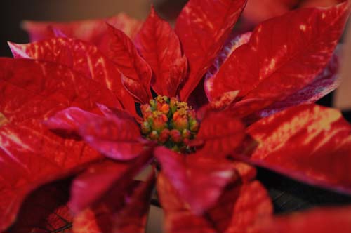 2012-12-24 061-k_500