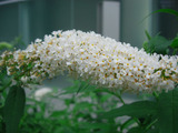 shiro