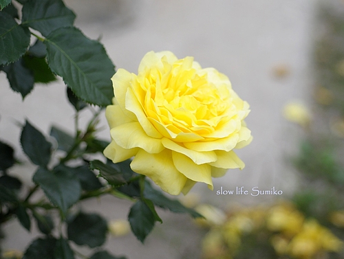 黄色の薔薇 黄色の薔薇