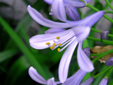 agapanthus